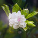 April and May are Prime Months for Beautiful Gardenia Flowers