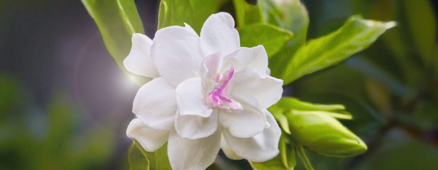 A beautiful gardenia reaches peak bloom in late April.