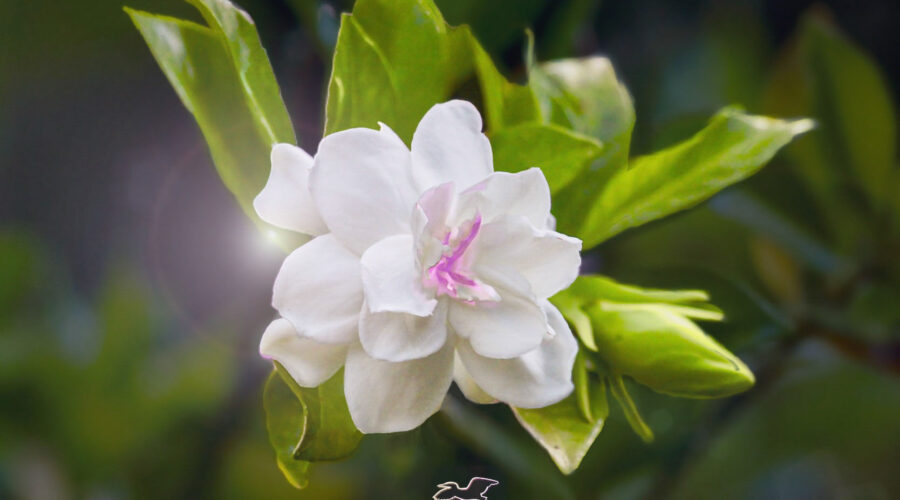 A beautiful gardenia reaches peak bloom in late April.