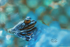 An American bullfrog basks in the sun in a small pond.