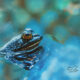 American Bullfrogs Love the Warm Weather of Spring