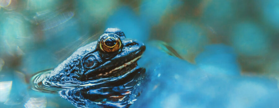 An American bullfrog basks in the sun in a small pond.