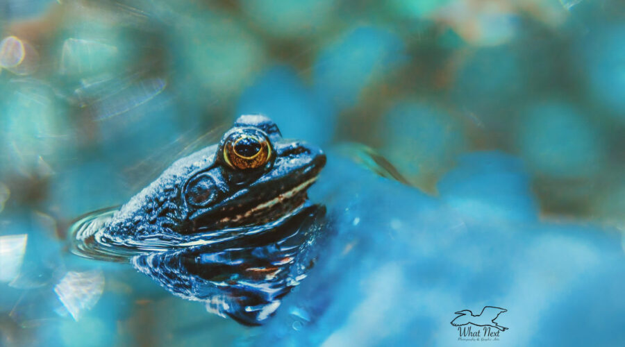 An American bullfrog basks in the sun in a small pond.