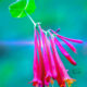Coral Honeysuckle Really Glows in the Afternoon Sun