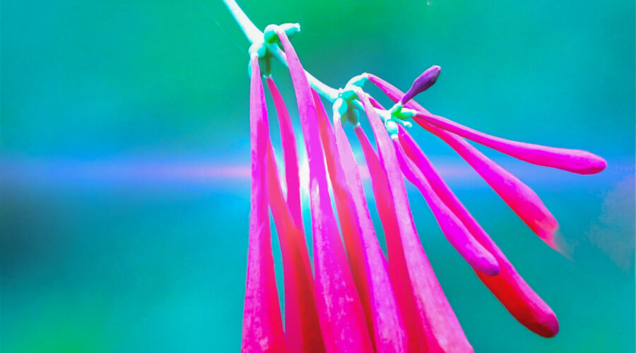A bunch of coral honeysuckle flowers and buds glows in the late afternoon sun as it peeks through the greenery.