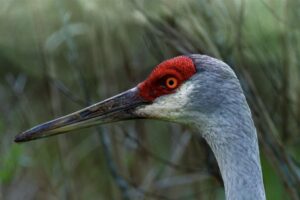An adult sandhill crane wanders along in a clearing, keeping eyes open for insects and grubs to eat.