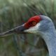 Sandhill Cranes are Really Beautiful Birds
