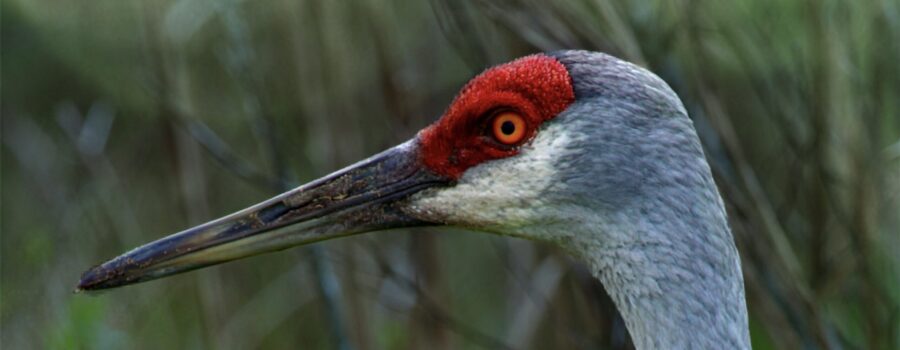 An adult sandhill crane wanders along in a clearing, keeping eyes open for insects and grubs to eat.
