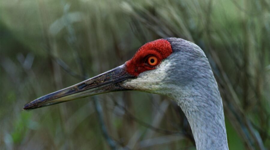 An adult sandhill crane wanders along in a clearing, keeping eyes open for insects and grubs to eat.