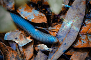 American giant millipedes are also known as iron worms, although they are obviously not worms since they have many legs.