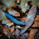 American Giant Millipedes are Pretty Interesting Little Creatures