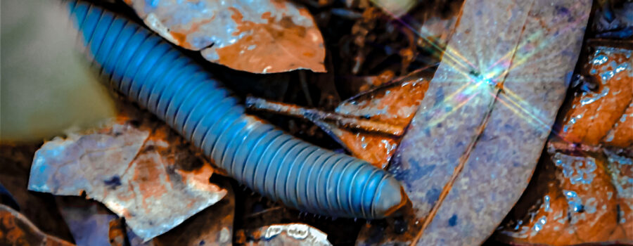 American giant millipedes are also known as iron worms, although they are obviously not worms since they have many legs.