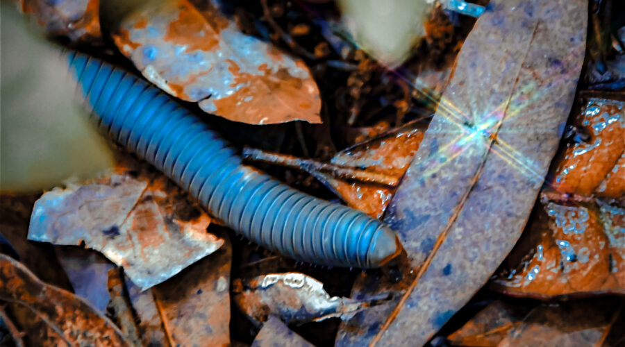 American giant millipedes are also known as iron worms, although they are obviously not worms since they have many legs.