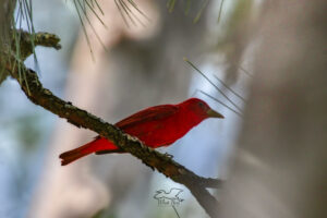 A male summer tanager shows off his brilliant red colors and he moves between the trees in a pine forest.