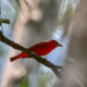 The Summer Tanager is a Beautiful and Brilliant Summer Bird