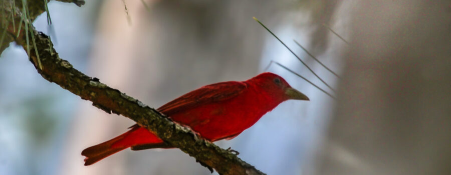 A male summer tanager shows off his brilliant red colors and he moves between the trees in a pine forest.
