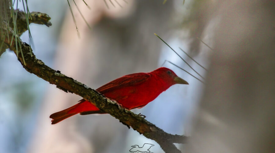 A male summer tanager shows off his brilliant red colors and he moves between the trees in a pine forest.