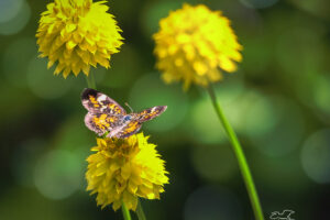 A little pearl crescent butterfly stops to have lunch on an orange milkwort flower.