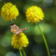 Milkwort is a Beautiful Flower That’s  Great Hungry Butterflies