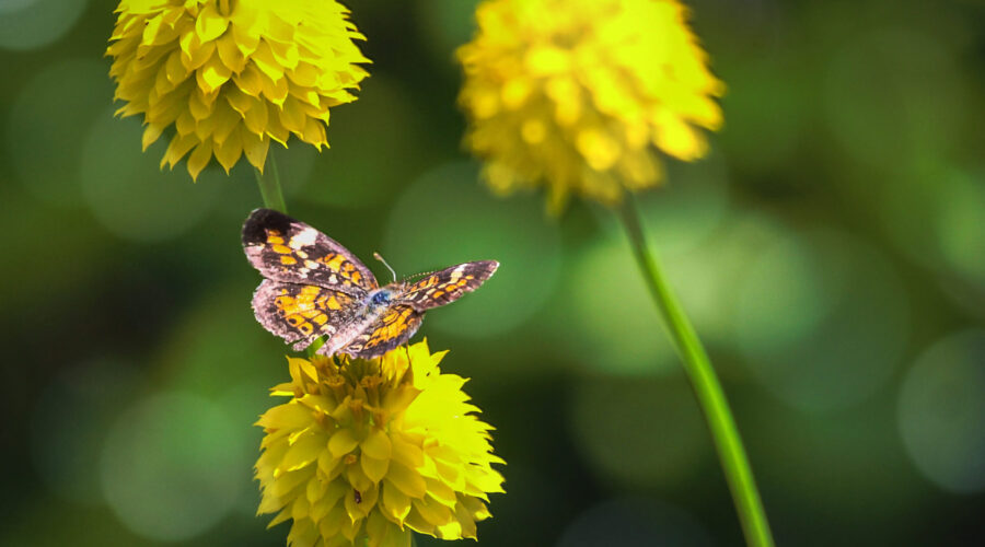 A little pearl crescent butterfly stops to have lunch on an orange milkwort flower.