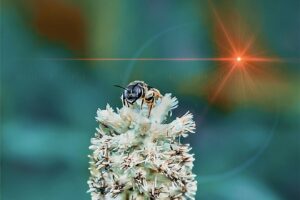 A little ligated furrow bee alights on a dense-spike blackroot flower.