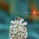 Pollinators and Beautiful Flowers Just Go Together