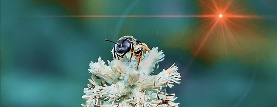 A little ligated furrow bee alights on a dense-spike blackroot flower.