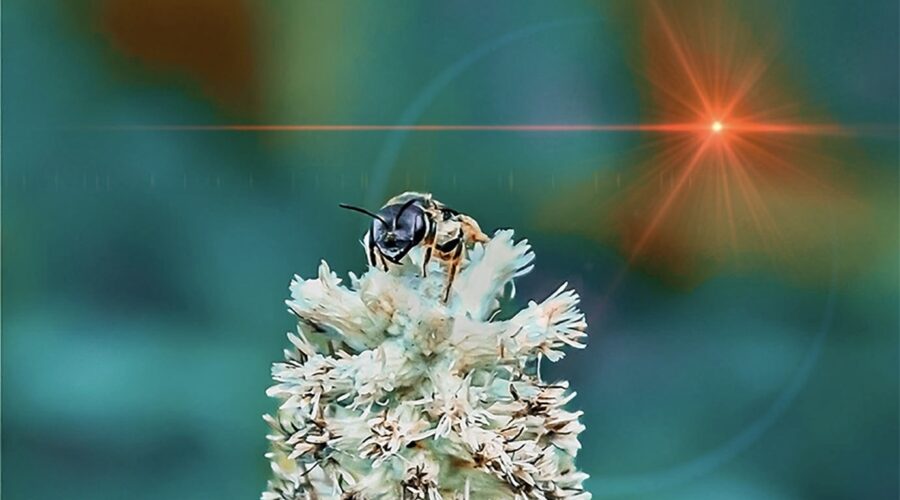 A little ligated furrow bee alights on a dense-spike blackroot flower.