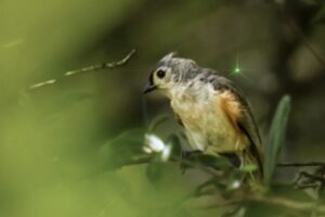 A tufted titmouse sits on a branch almost invisible to the world due to the surrounding vegetation.