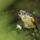 Wild Birds Love to Hide in All the Greenery