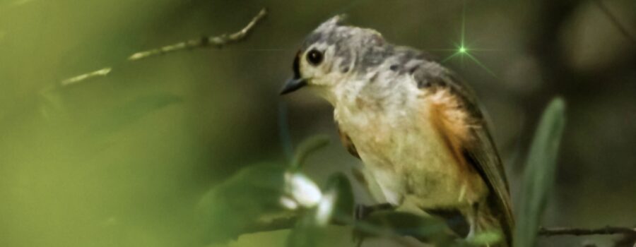 A tufted titmouse sits on a branch almost invisible to the world due to the surrounding vegetation.