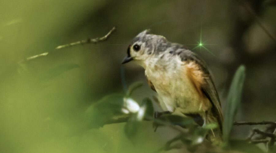 A tufted titmouse sits on a branch almost invisible to the world due to the surrounding vegetation.
