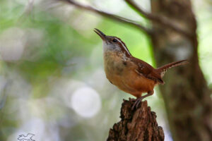 A Carolina wren sings loudly and clearly so that he can be heard throughout the woods.