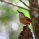 Carolina Wrens Love Singing in the Woods