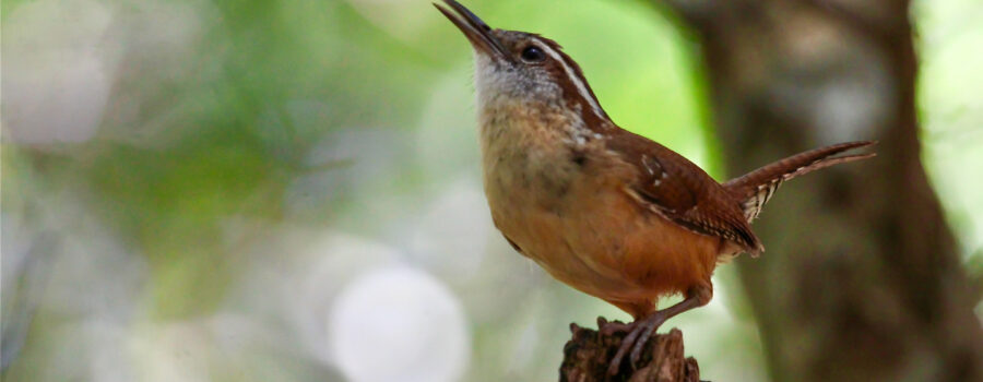 A Carolina wren sings loudly and clearly so that he can be heard throughout the woods.