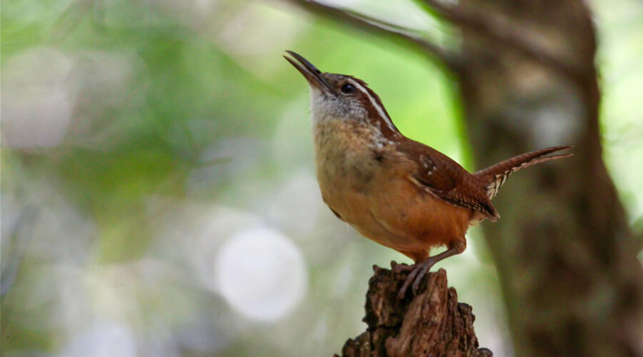 A Carolina wren sings loudly and clearly so that he can be heard throughout the woods.