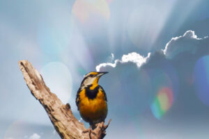 An eastern meadowlark has found a great perch where it can greet the morning and see its surroundings.