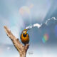 Eastern Meadowlarks Love to Perch in the Open