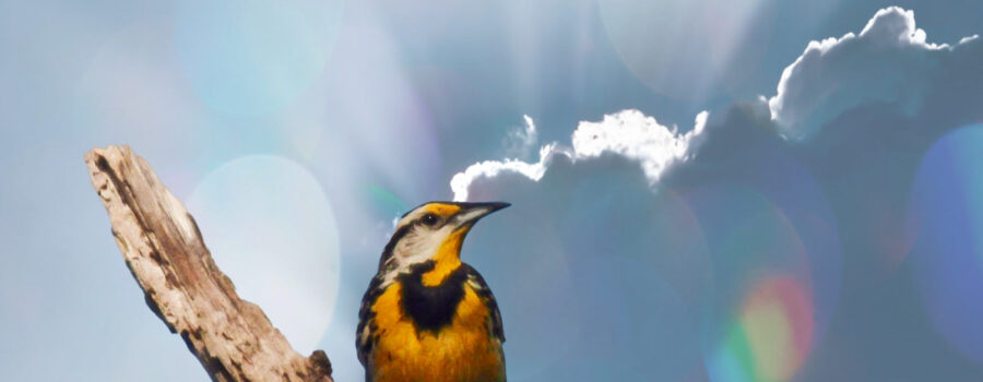 An eastern meadowlark has found a great perch where it can greet the morning and see its surroundings.