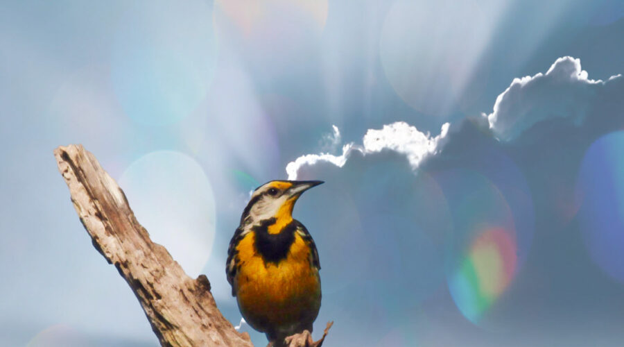 An eastern meadowlark has found a great perch where it can greet the morning and see its surroundings.