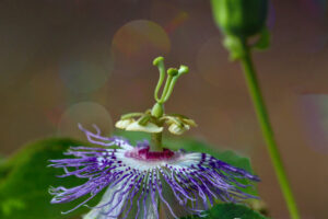 A perfect new passion fruit flower glistens in the sun.