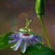 Passion Fruit Flowers are Really Beautiful and Quite Unique