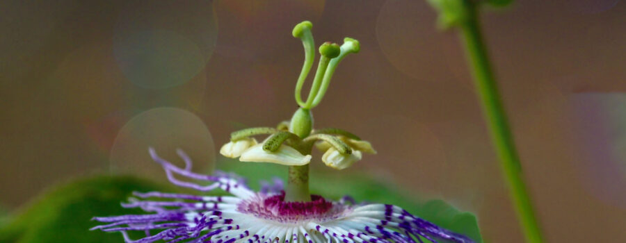 A perfect new passion fruit flower glistens in the sun.