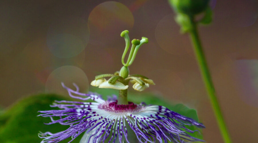 A perfect new passion fruit flower glistens in the sun.