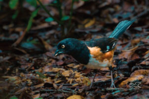 A male towhee looks over the choices of food at a feeding station.