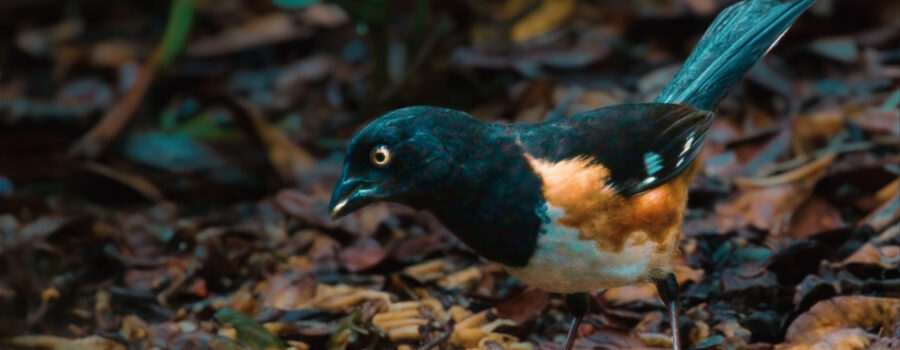 A male towhee looks over the choices of food at a feeding station.