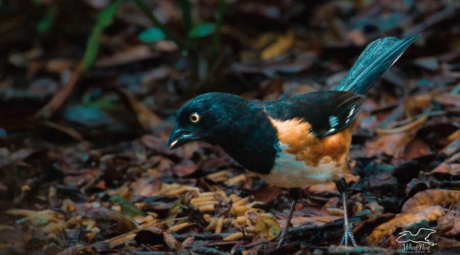 A male towhee looks over the choices of food at a feeding station.