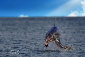 An Atlantic bottlenosed dolphin jumps out of the water while frolicking.
