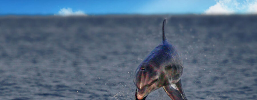 An Atlantic bottlenosed dolphin jumps out of the water while frolicking.