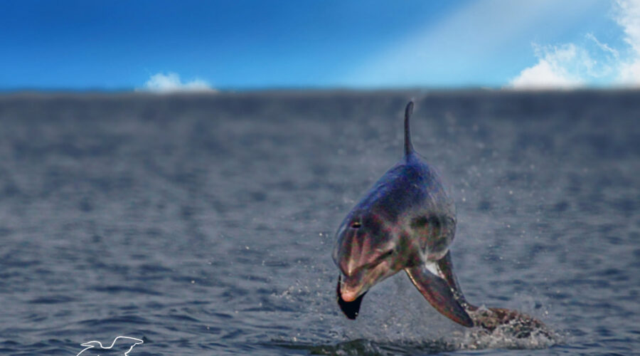 An Atlantic bottlenosed dolphin jumps out of the water while frolicking.